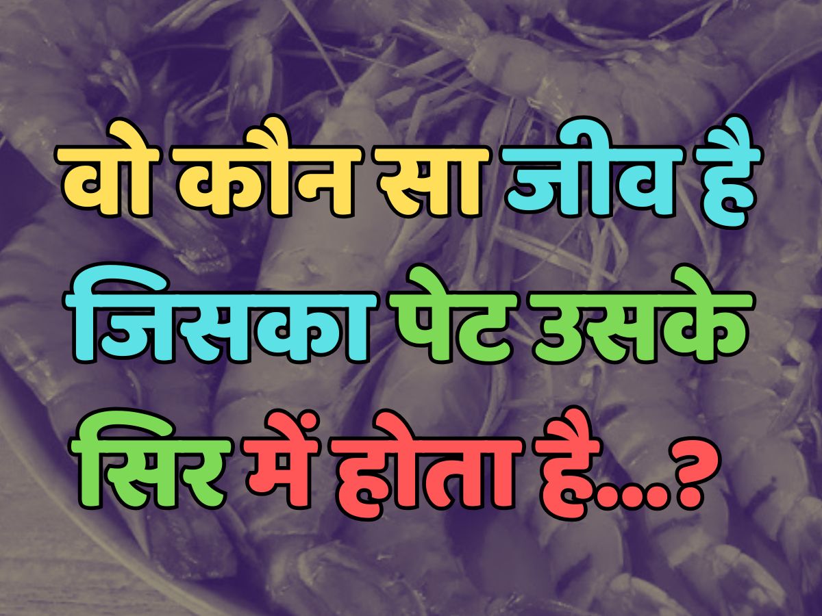 Trending Quiz : वो कौन सा जीव है, जिसका पेट उसके सिर में होता है? Trending Quiz : वो कौन सा जीव है, जिसका पेट उसके सिर में होता है?