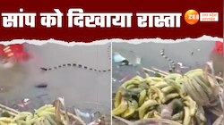 छठ पूजा के दौरान महिला ने सांप को किया रास्ता, वीडियो हुआ वायरल 