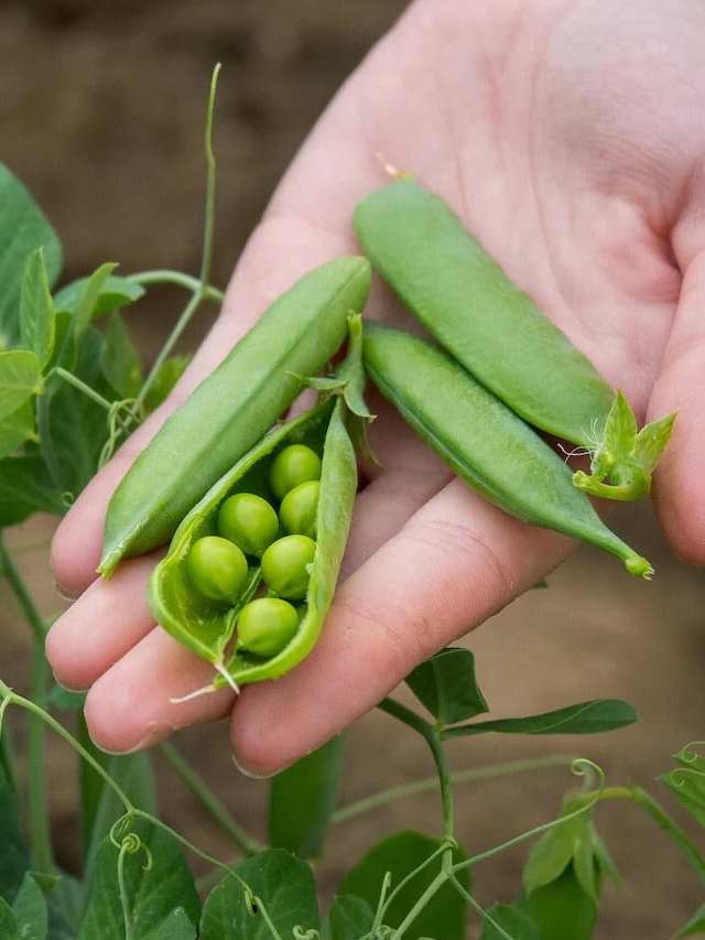 गमले में इन टिप्स से उगाएं मटर, पूरे सीजन खाएं फ्रेश Green Peas