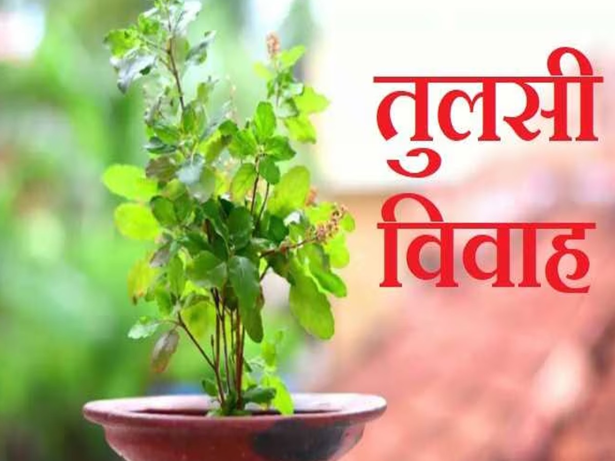 Tulsi Vivah Puja Vidhi: यहां जानें तुलसी विवाह की पूजा विधि और शुभ मुहूर्त, क्या है इस दिन की मान्यता