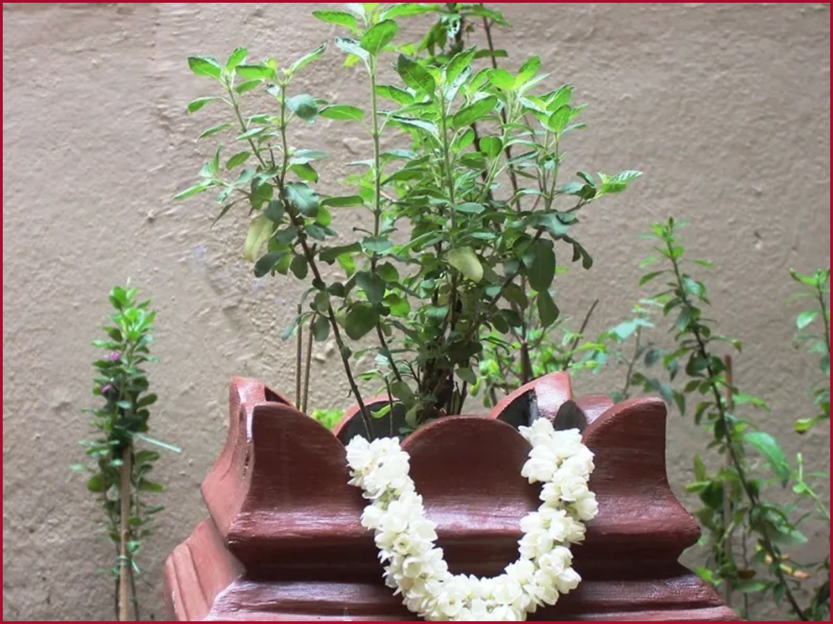 Tulsi Chalisa: तुलसी चालीसा के पाठ से दूर होते हैं सारे कष्ट, भगवान विष्णु बरसाएंगे धन