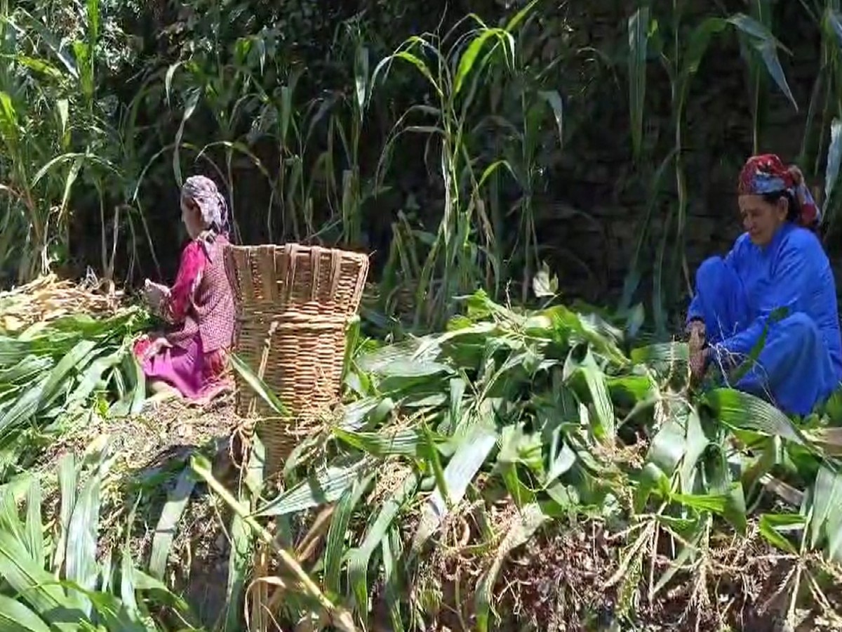 Farmer News: सिरमौर जिला में 'प्राकृतिक खेती खुशहाल किसान योजना' बनी कारगर