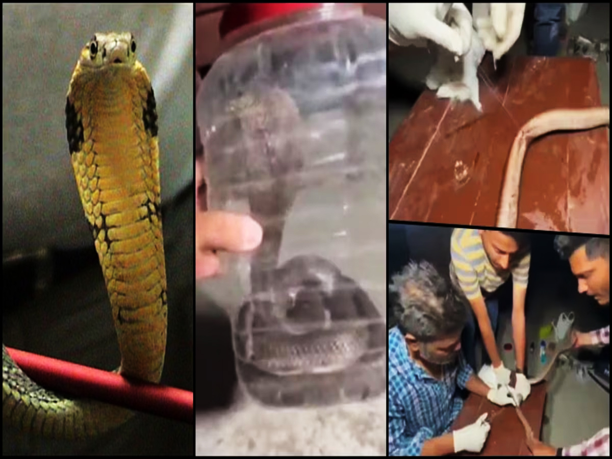 Doctor performed unique surgery Saved snake life in Madhya Pradeshs ...