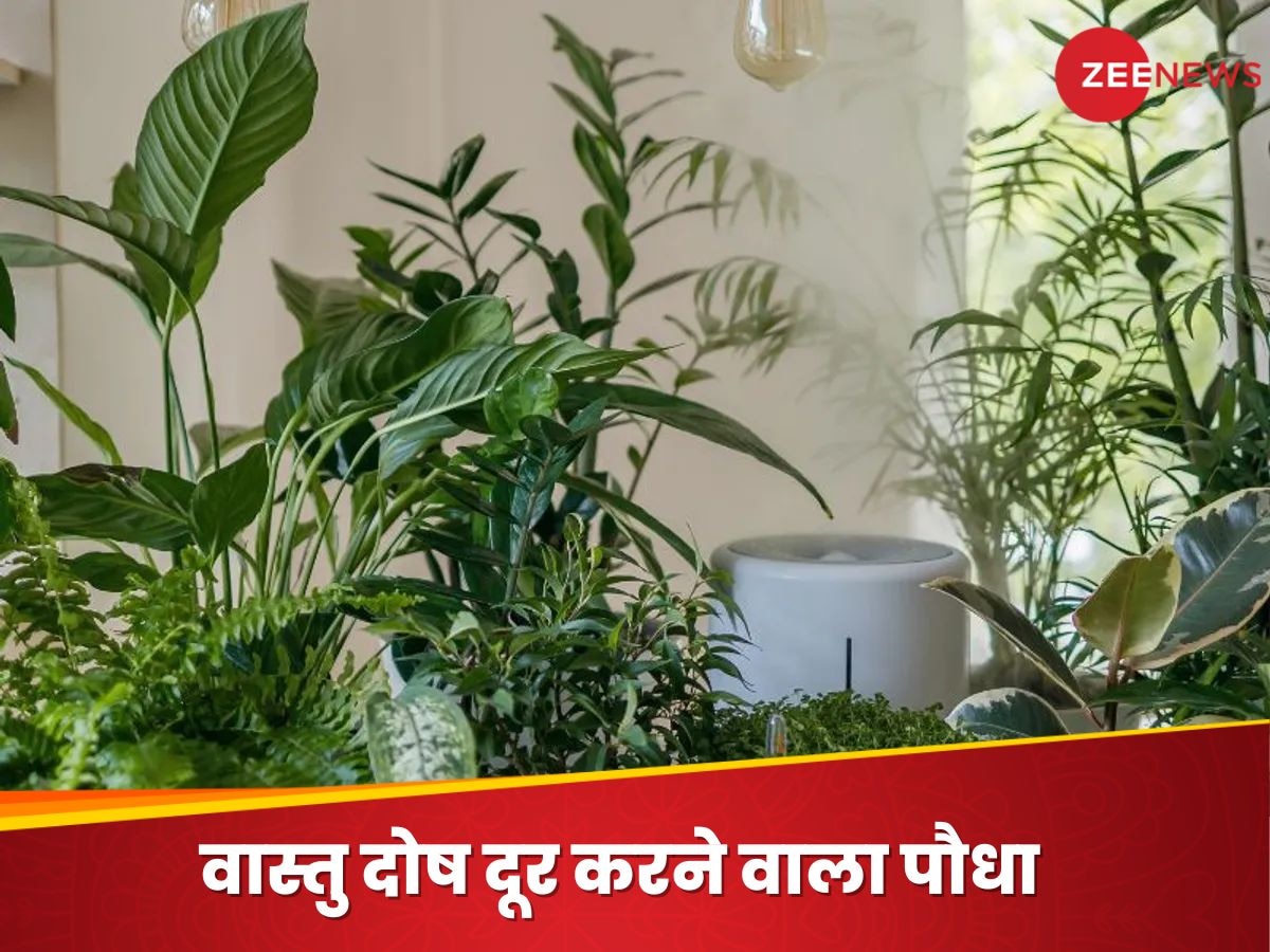 Plant Vastu Tips: घर में लगा लें भगवान विष्णु का प्रिय पौधा, दूर हो जाएंगे वास्तु दोष; पूरे होने लगेंगे अटके हुए काम 