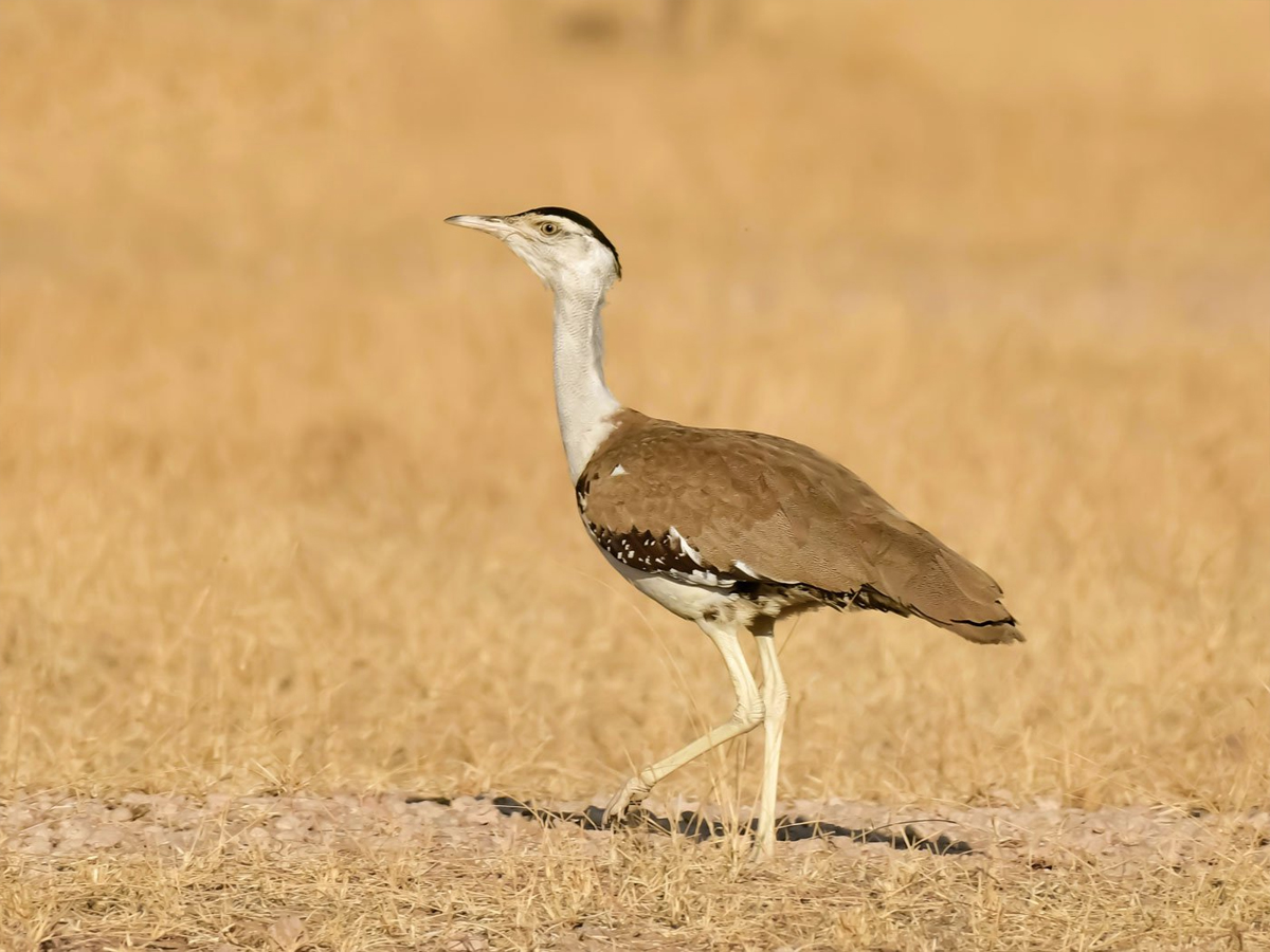 ग्रेट इंडियन बस्टर्ड (गोडावण)