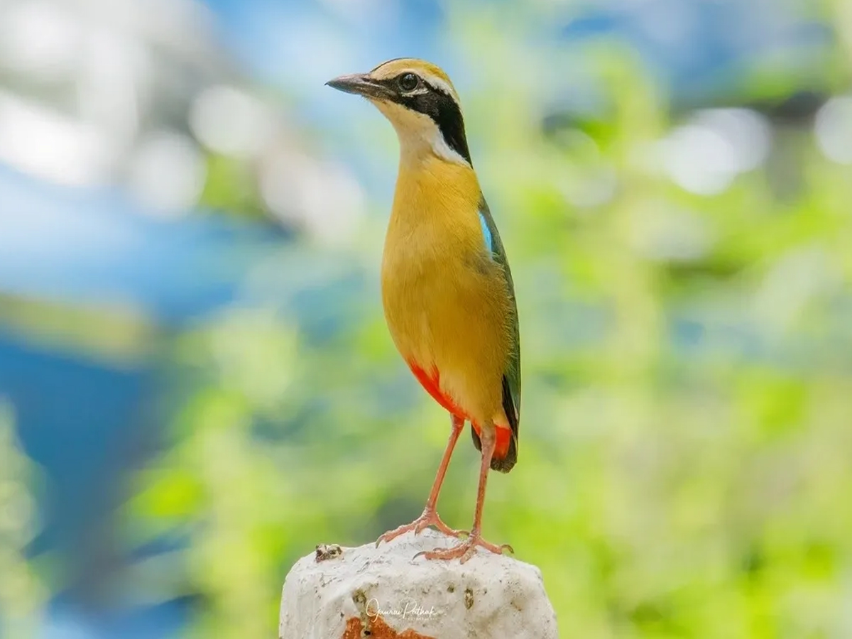 इंडियन पिट्टा (नवरंग)