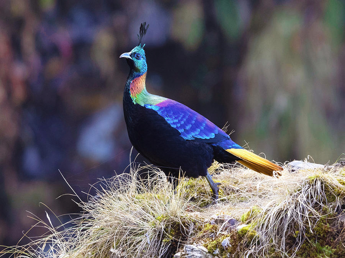 हिमालयन मोनाल (मोनाल तीतर)