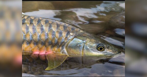 man booked for angling state fish of uttarakhand golden mahasheer ...
