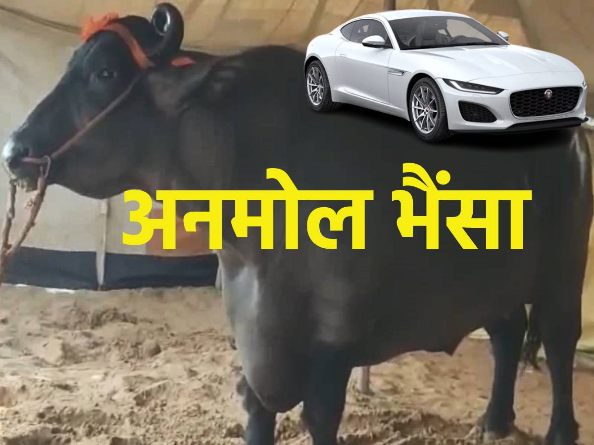 Anmol Buffalo | ओ तेरी! ये भैंसा नहीं अनमोल है, कीमत इतनी कि इसमें 23 ...