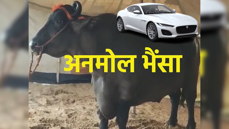 Anmol Buffalo | ओ तेरी! ये भैंसा नहीं अनमोल है, कीमत इतनी कि इसमें 23 ...