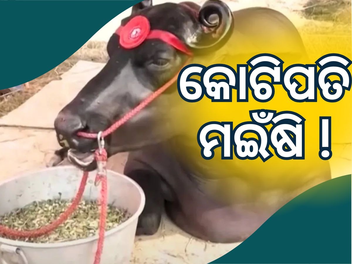 Viral News: ଇଣ୍ଟରନେଟରେ ହଇଚଇ ସୃଷ୍ଟି କରିଛି ୨୩ କୋଟିର ମଇଁଷି, ଶୁକ୍ର ବିକି ମାଲିକ ଲକ୍ଷପତି