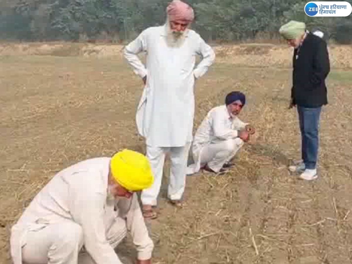 Mansa News: ਪਰਾਲੀ ਨੂੰ ਸਾੜੇ ਬਗੈਰ ਸਿੱਧੀ ਬੀਜੀ ਪੰਜ ਏਕੜ ਕਣਕ 'ਤੇ ਸੁੰਡੀ ਦਾ ਹਮਲਾ