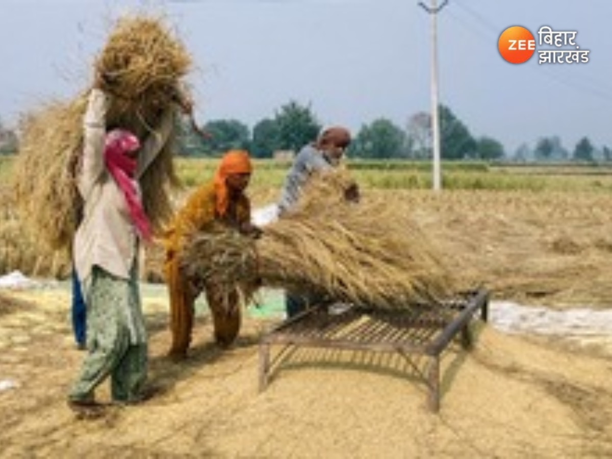 बिहार में धान खरीद की रफ्तार धीमी, पैक्स चुनाव और कटाई की सुस्ती बनी बड़ी वजह