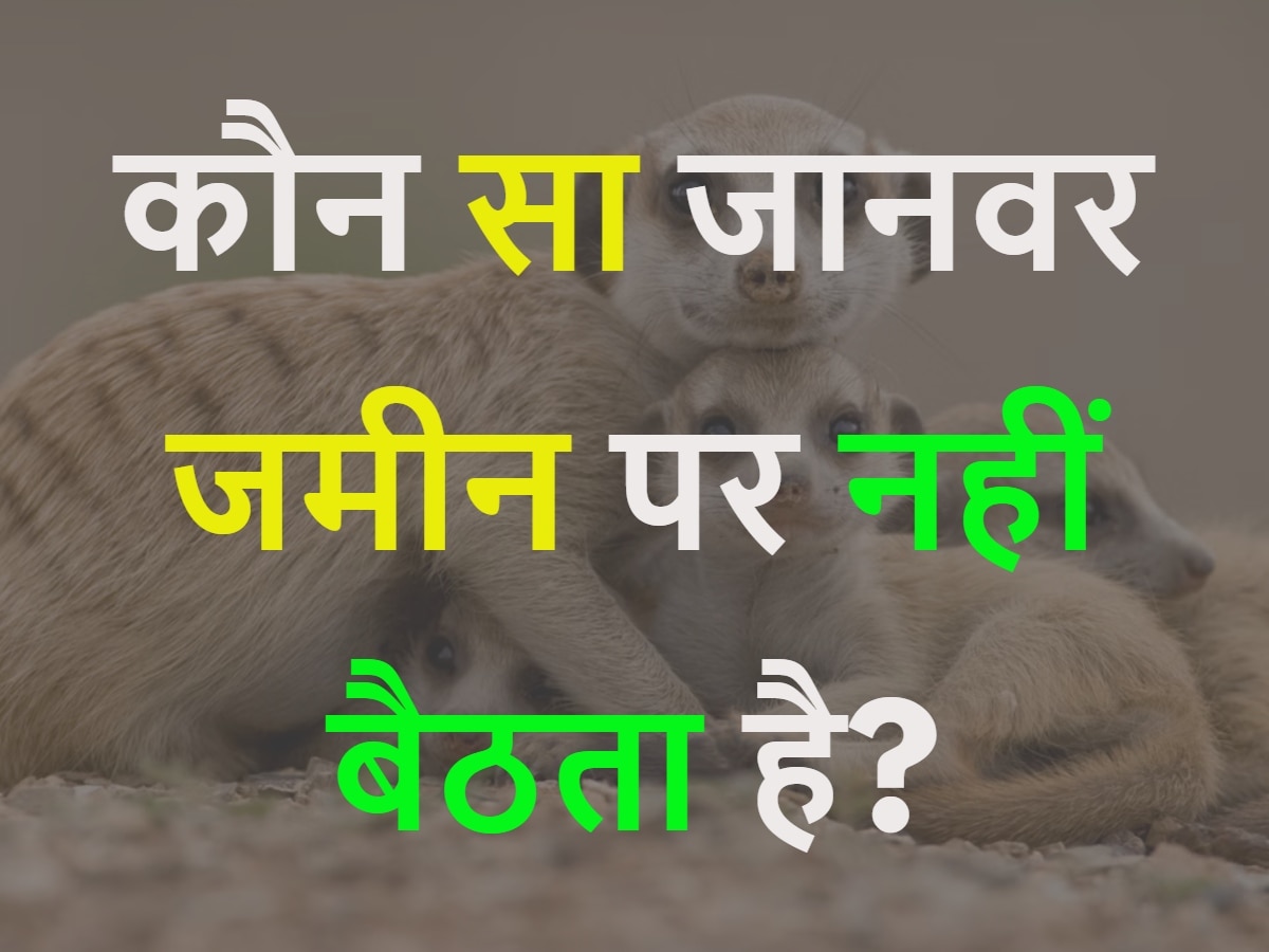 GK Quiz: कौन सा जानवर जमीन पर नहीं बैठता है?