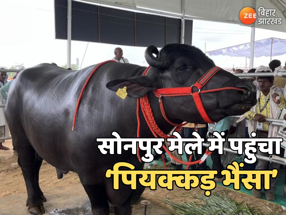 2 Crore Buffalo Raja: सोनपुर मेले में पहुंचा पियक्कड़ भैंसा, शराबबंदी वाले बिहार में शराब न मिलने से है परेशान