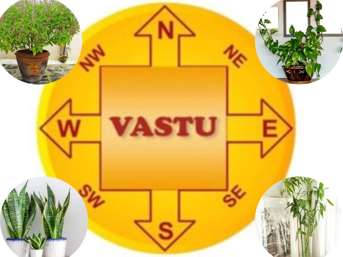 Vastu Tips: चाहते हैं दूर हो वास्तू दोष, न हो ऑक्सीजन की कमी तो लगाएं इन पौधों को