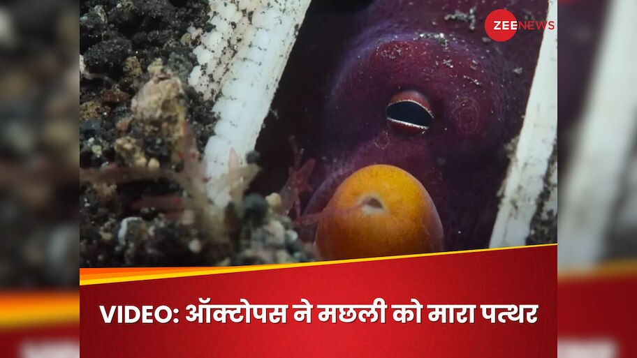 Watch Video Coconut Octopus Throws Stones At Fish Amazing Footage ...