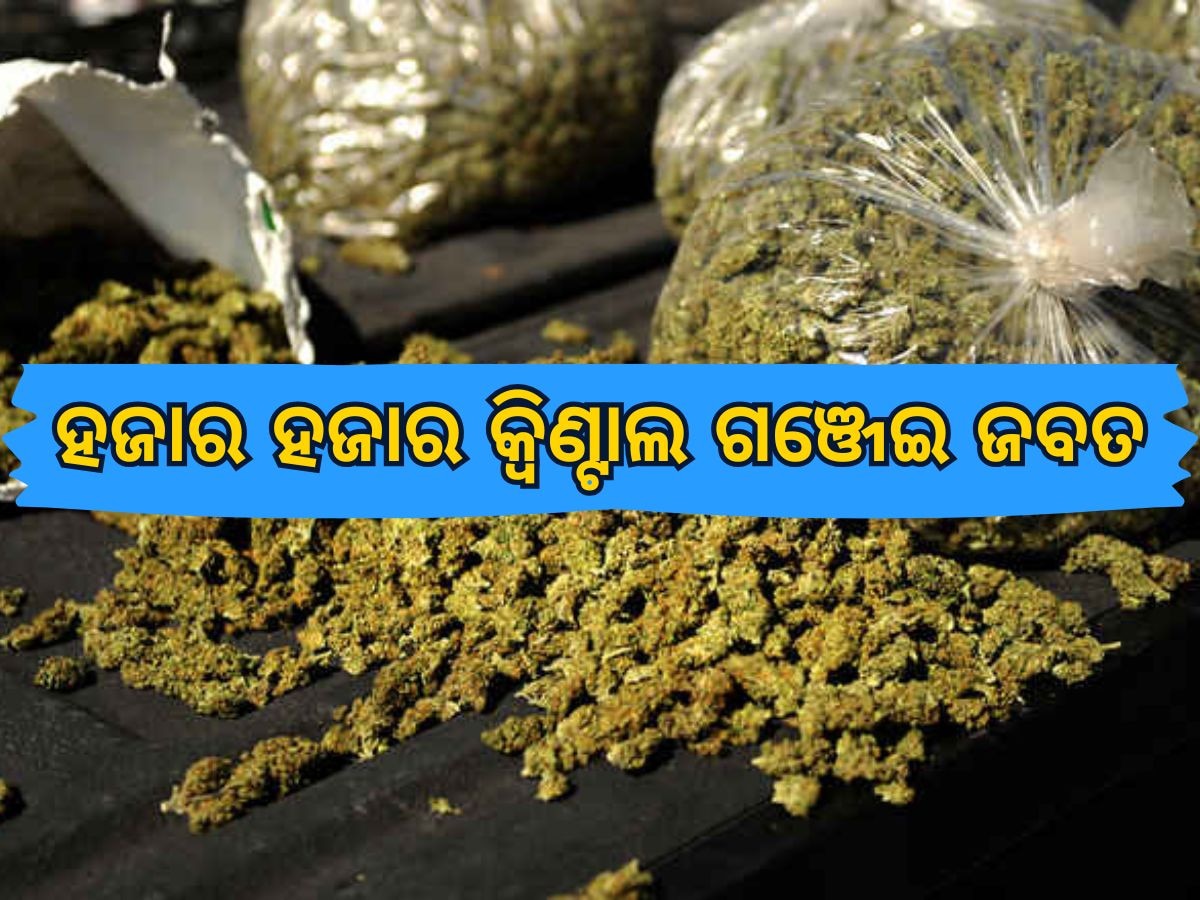 Odisha News: ମାସକ ମଧ୍ୟରେ ୫୩ ଶହ କିଲୋ ଗଞ୍ଜେଇ ଜବତ, ୧୦୦ରୁ ଊର୍ଦ୍ଧ୍ୱ ଗିରଫ