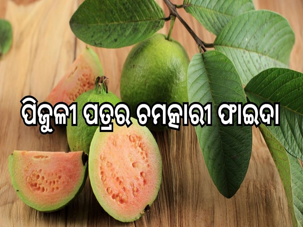 Benefits of guava leaves: ପିଜୁଳୀ ପତ୍ରରେ ରହିଛି ଚମତ୍କାରୀ ଔଷଧୀୟ ଗୁଣ, ମୋଟାପଣ ସହ ଦୂର କରିଥାଏ ଏହି ୫ ସ୍ୱାସ୍ଥ୍ୟ ସମସ୍ୟା...