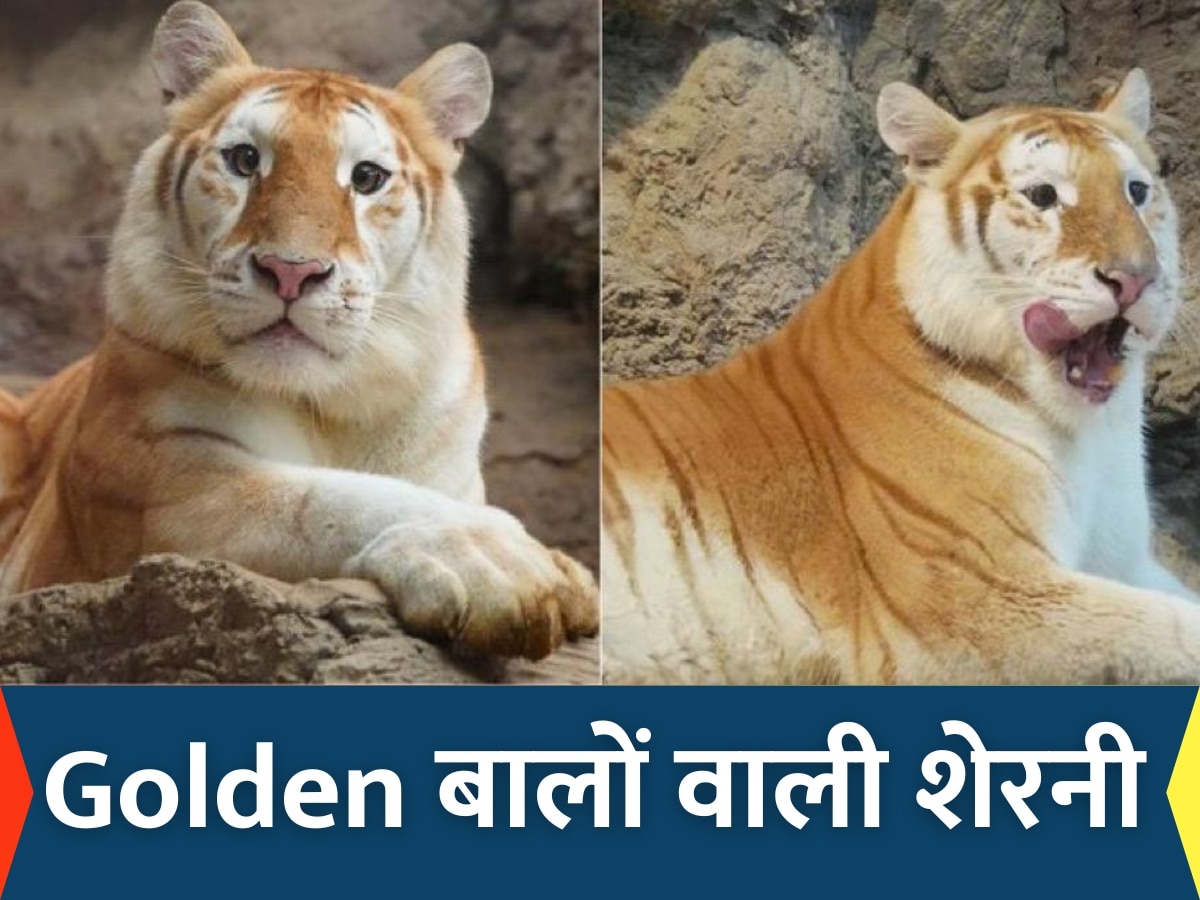 viral golden haired tigress name eva 