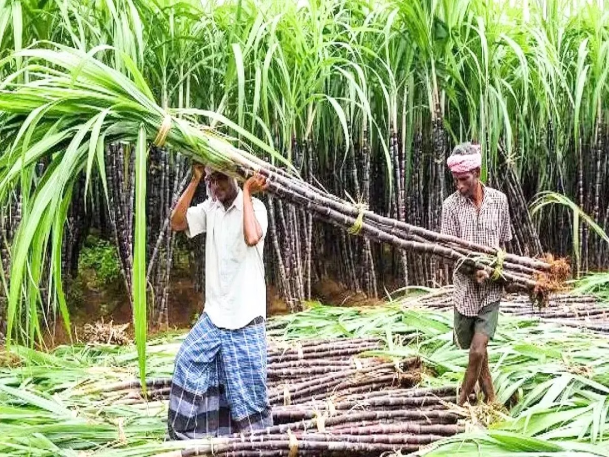 Bihar Farmer: गन्ना किसानों को बिहार सरकार का बड़ा तोहफा, सभी वैरायटी पर 10 रुपए प्रति क्विंटल की बढ़ोतरी