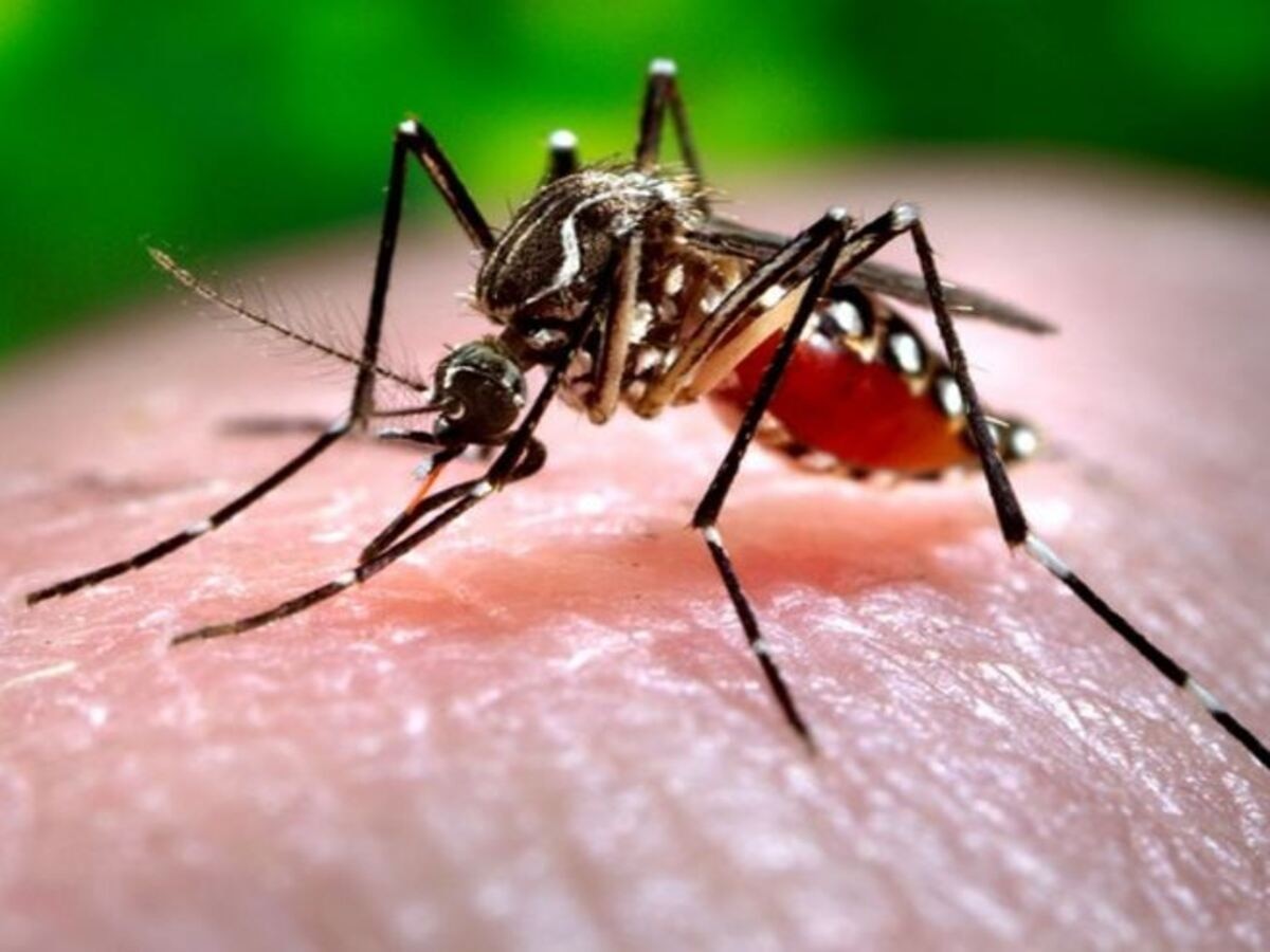 Japanese Encephalitis: पश्चिमी दिल्ली के उत्तम नगर में जापानी इंसेफेलाइटिस का एक अलग मामला आया सामने 