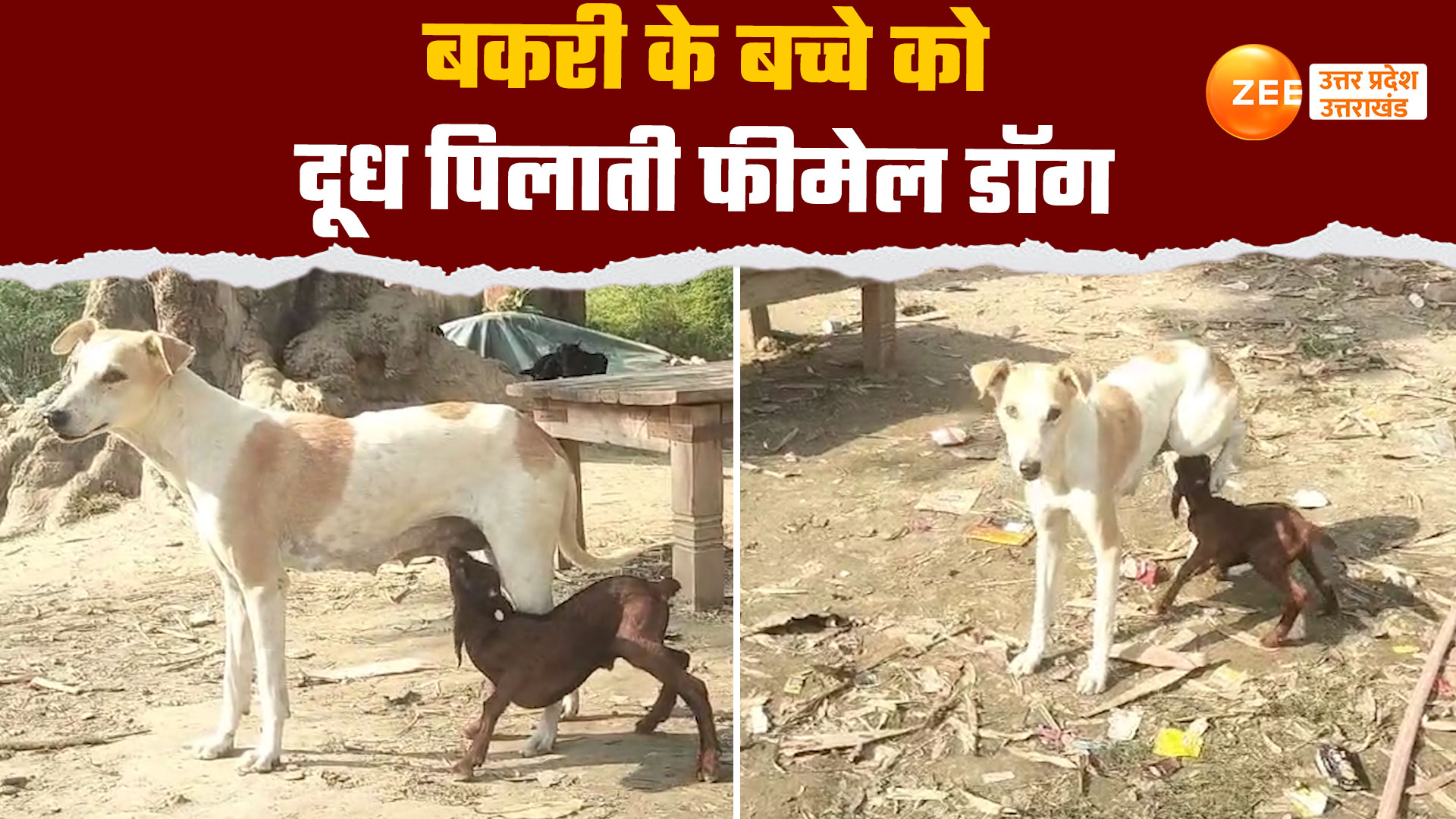 Video: बकरी के बच्चे को दूध पिलाती कुतिया, लाखों लोगों ने देखा ये वीडियो