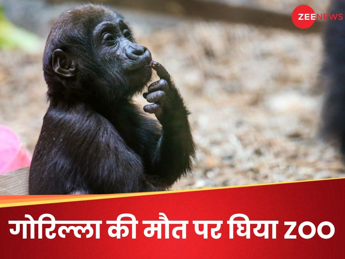 Zoo में खेलते-खेलते हाइड्रोलिक दरवाजे से कुचला गया गोरिल्ला का सिर, चिड़ियाघर की आ गई शामत