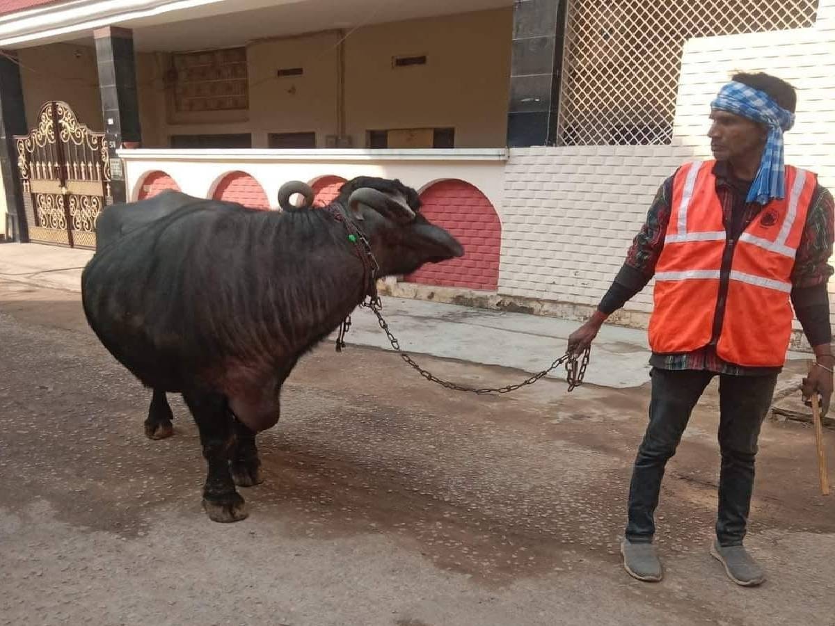 सड़क पर गोबर करने पर भैंस को किया जब्त 