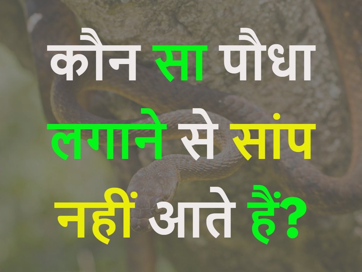 GK Quiz: कौन सा पौधा लगाने से सांप नहीं आते हैं?