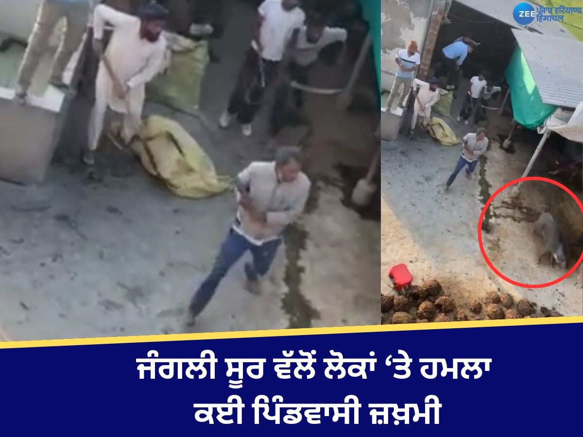 Punjab News: ਫ਼ਤਿਹਗੜ੍ਹ ਭਾਦਸੋਂ 'ਚ ਜੰਗਲੀ ਸੂਰ ਵੱਲੋਂ ਹਮਲਾ, ਕਈ ਪਿੰਡਵਾਸੀ ਕੀਤੇ ਜ਼ਖ਼ਮੀ, ਲੋਕਾਂ ਪਰੇਸ਼ਾਨ