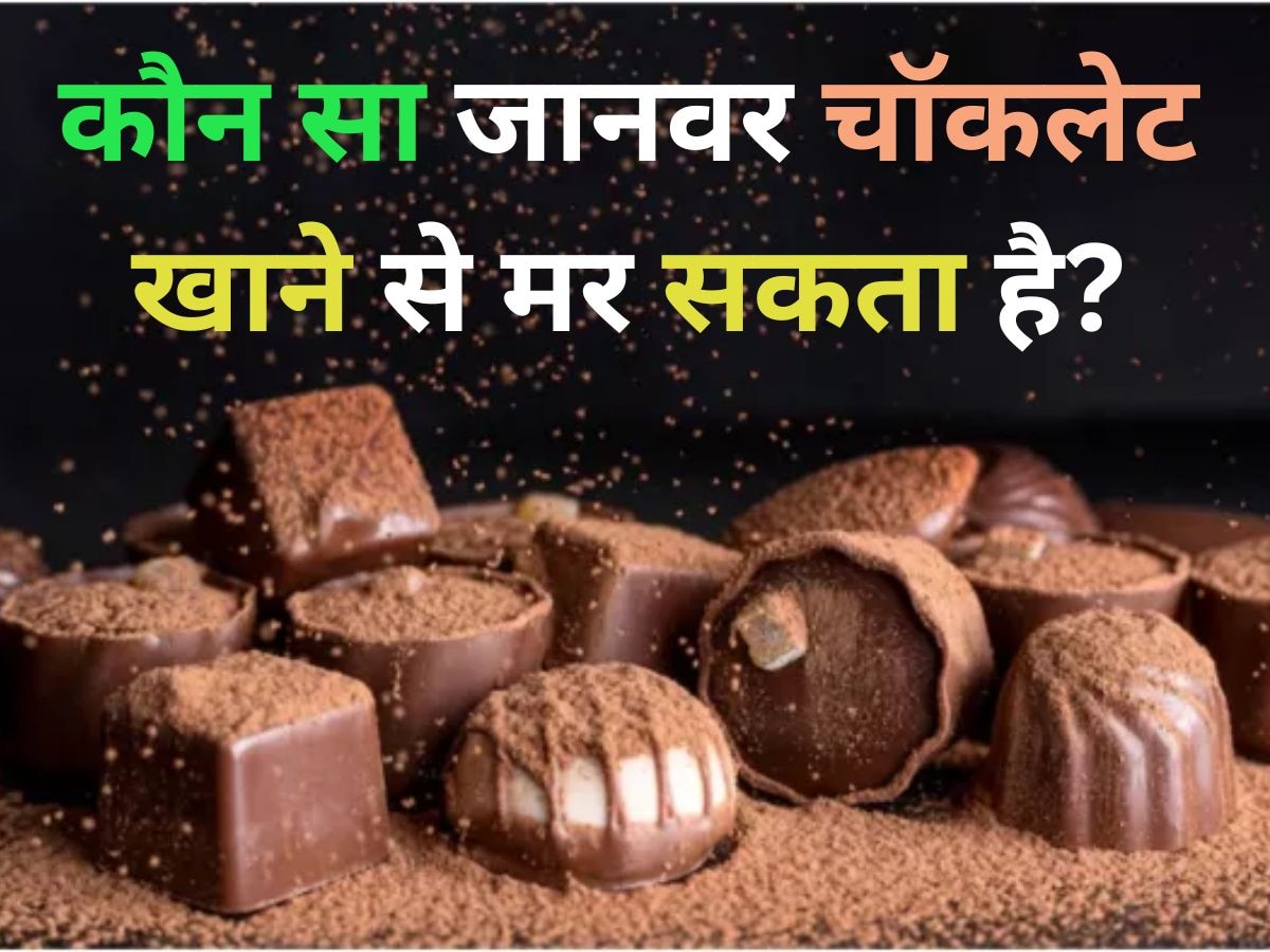 GK Quiz: वो कौन सा जानवर है, जो चॉकलेट खाने से मर सकता है?