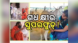 Donkey Milk: ଗାଈ ମଇଁଷି ଅପେକ୍ଷା ଅଧିକ ଶକ୍ତିଶାଳୀ ଗଧ କ୍ଷୀର ! ବାବା ରାମଦେବ କହିଲେ ବଡ଼ କଥା