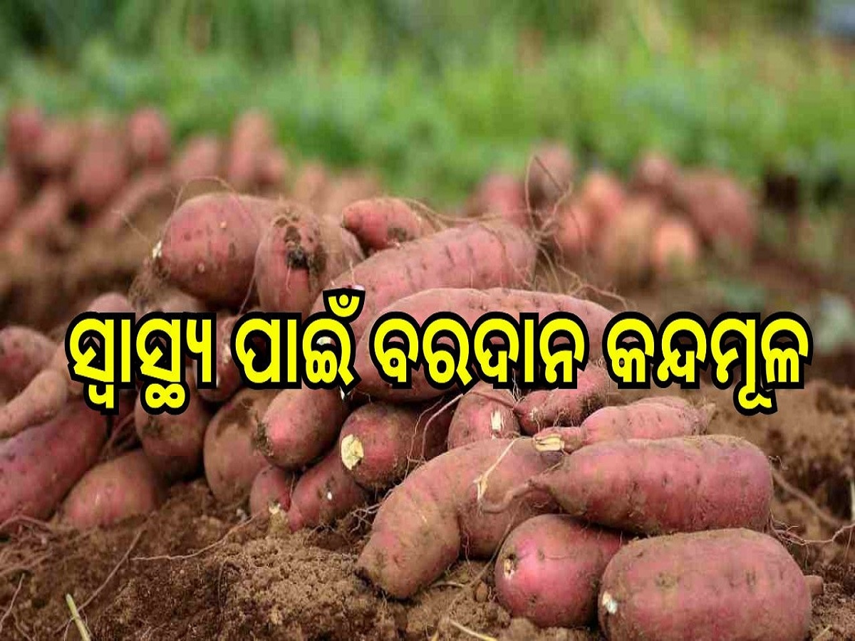 Sweet Potato Benefits: ସ୍ୱାସ୍ଥ୍ୟ ପାଇଁ ବରଦାନ କନ୍ଦମୂଳ, ଭଲ କରିଥାଏ କୋଷ୍ଠକାଠିନ୍ୟ ସହ ଏହି ୩ ସମସ୍ୟା...