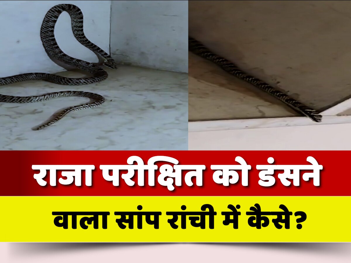 Takshak Nag Snake That Bit Raja Parikshit Was Found In Ranchi Jharkhand ...