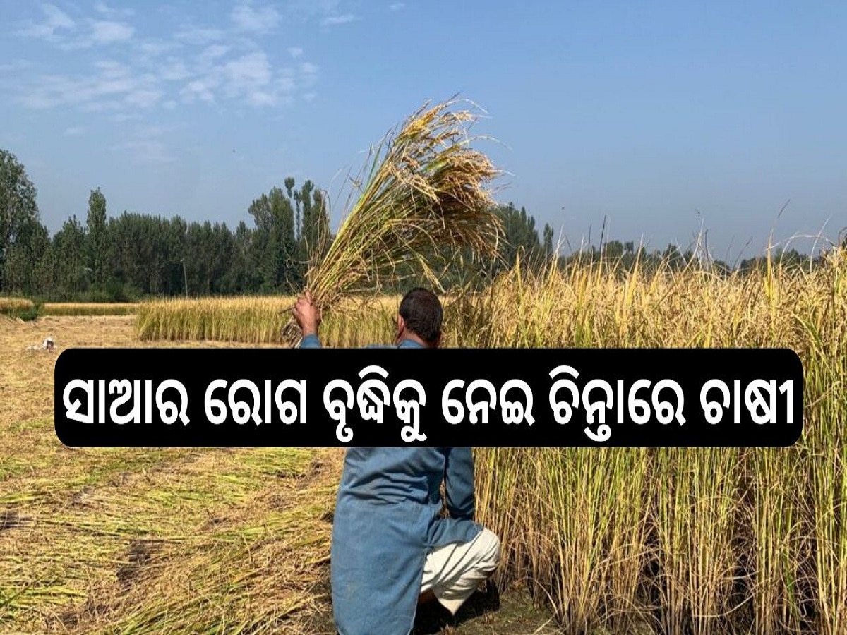 Odisha News: ଧାନ କ୍ଷେତରେ ସାଆର ରୋଗ ବୃଦ୍ଧିକୁ ନେଇ ଚିନ୍ତାରେ ଚାଷୀ