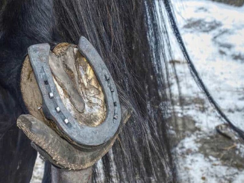 काले घोड़े की नाल 