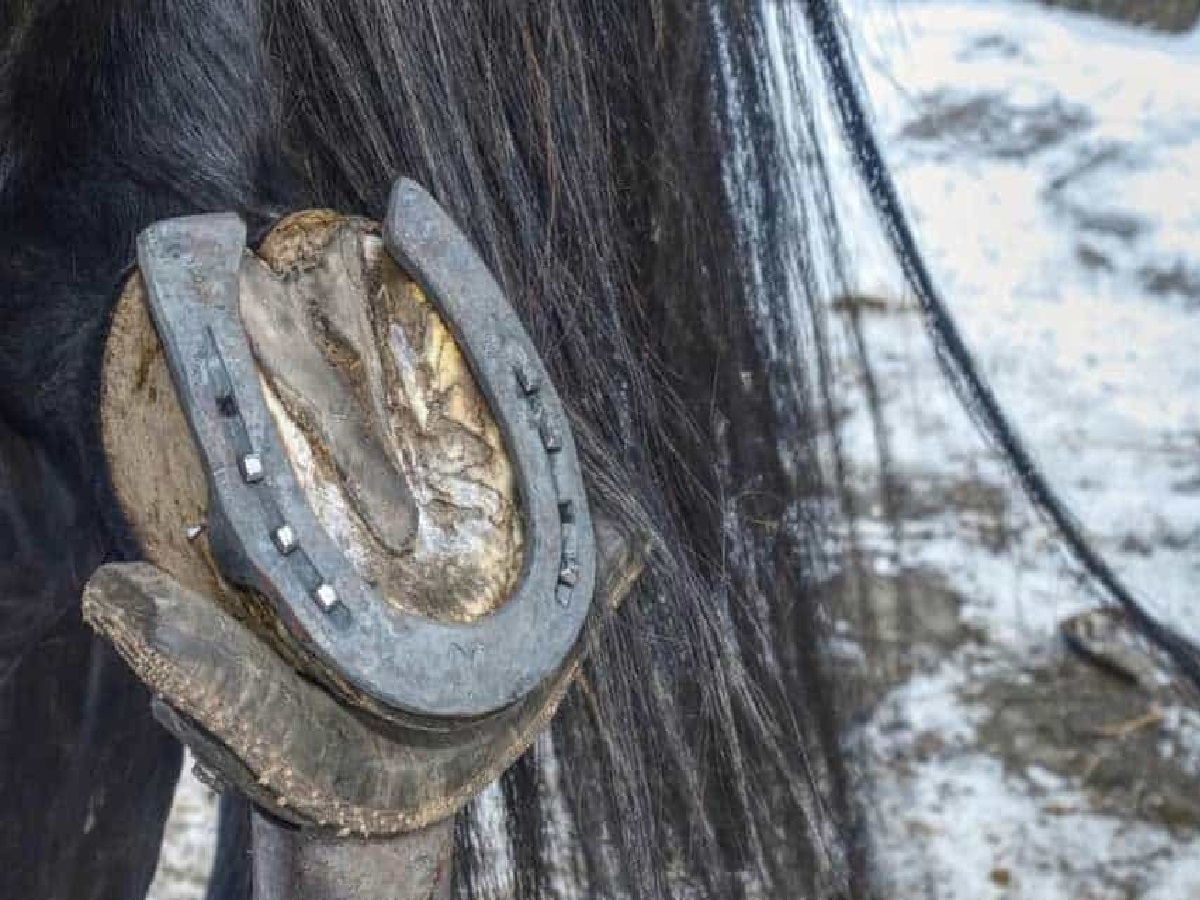 काले घोड़े की नाल