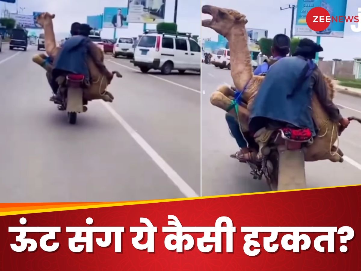 बाइक पर ऊंट को बैठाकर शहर घुमा रहे शख्स का Video आया सामने, लोगों ने दिए ऐसे रिएक्शन