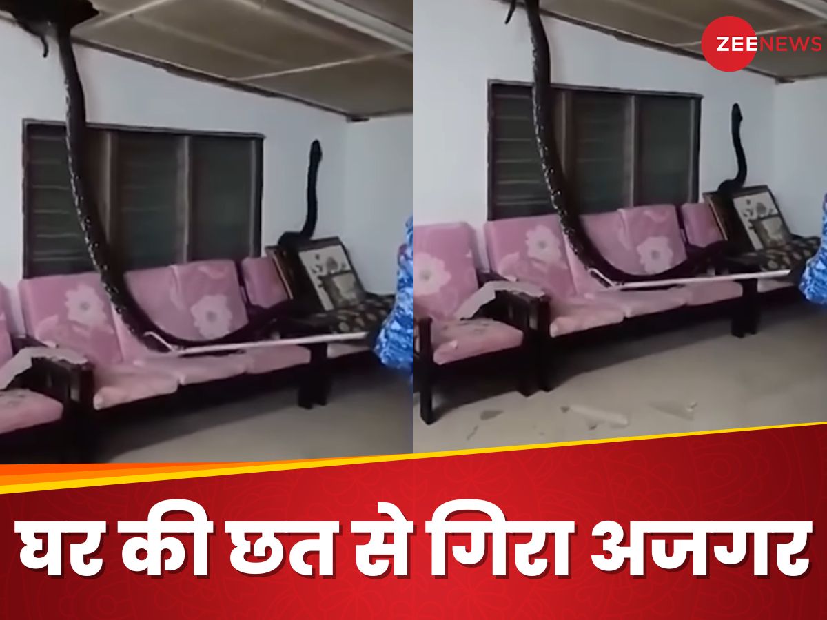 Python Falling From Roof five meter long python fell from the roof in Malaysia family was left ...