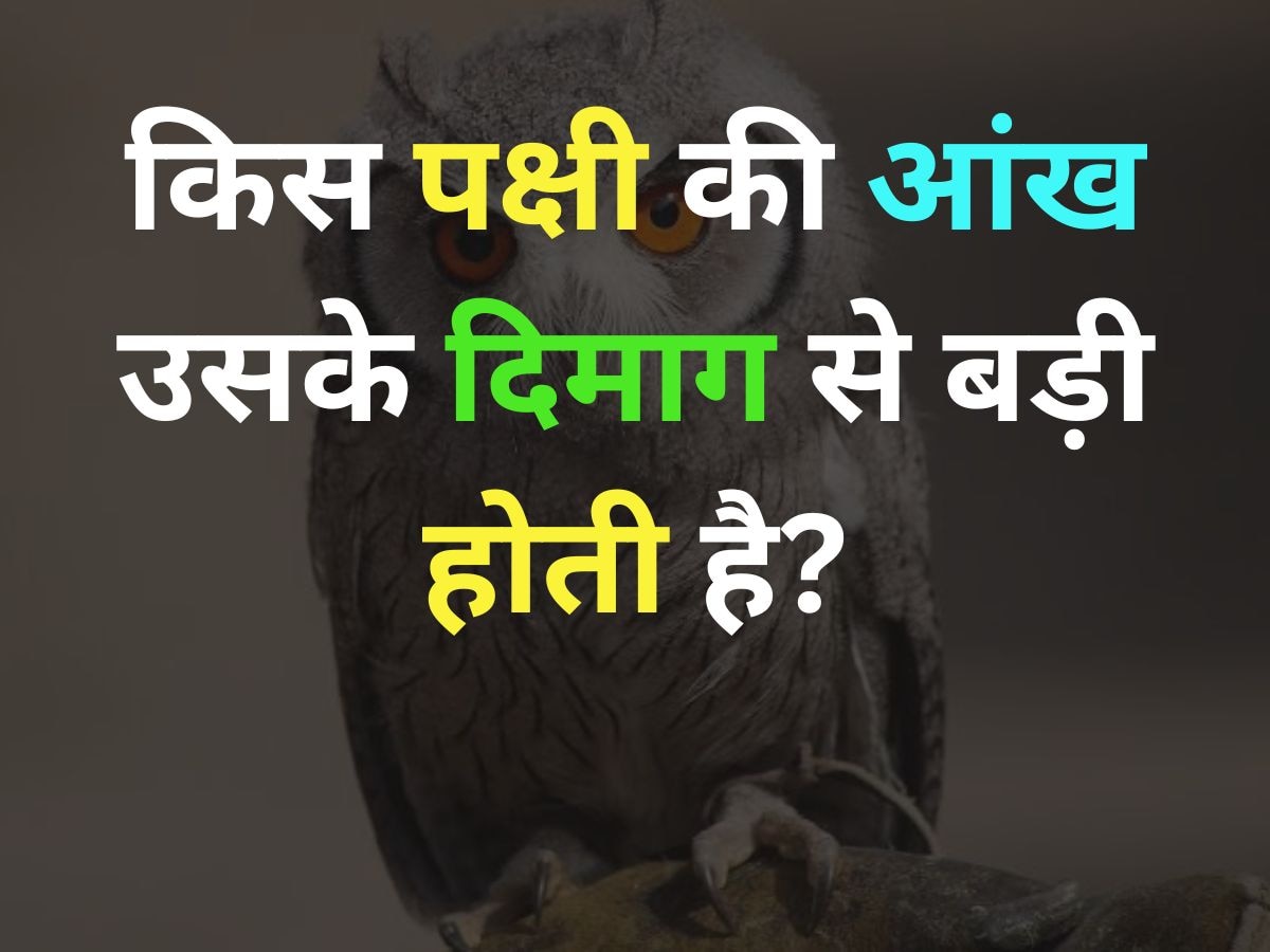 GK Quiz: किस पक्षी की आंख उसके दिमाग से बड़ी होती है?