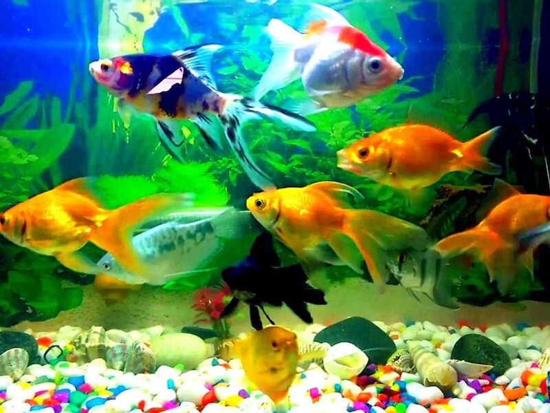 फिश एक्वेरियम