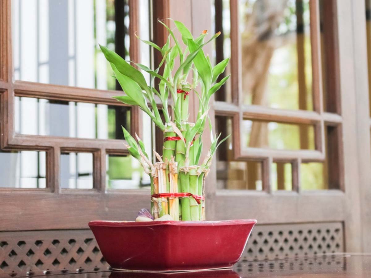 बांस का पौधा