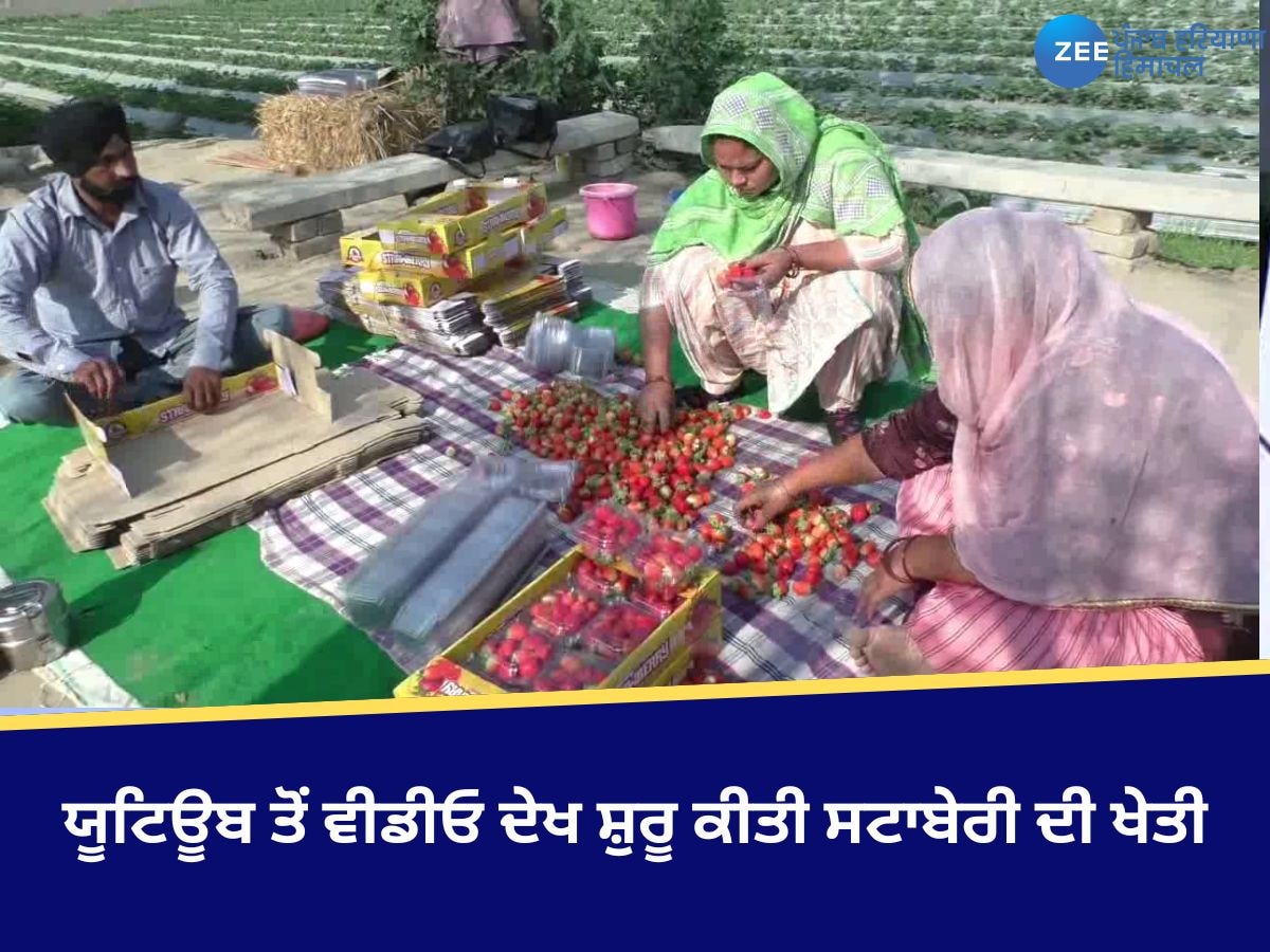 Faridkot News: ਯੂਟਿਊਬ ਤੋਂ ਵੀਡੀਓ ਦੇਖ ਸ਼ੁਰੂ ਕੀਤੀ ਸਟਾਬੇਰੀ ਦੀ ਖੇਤੀ, ਅੱਜ ਕਮਾ ਰਹੇ ਚੰਗਾ ਮੁਨਾਫ਼ਾ 