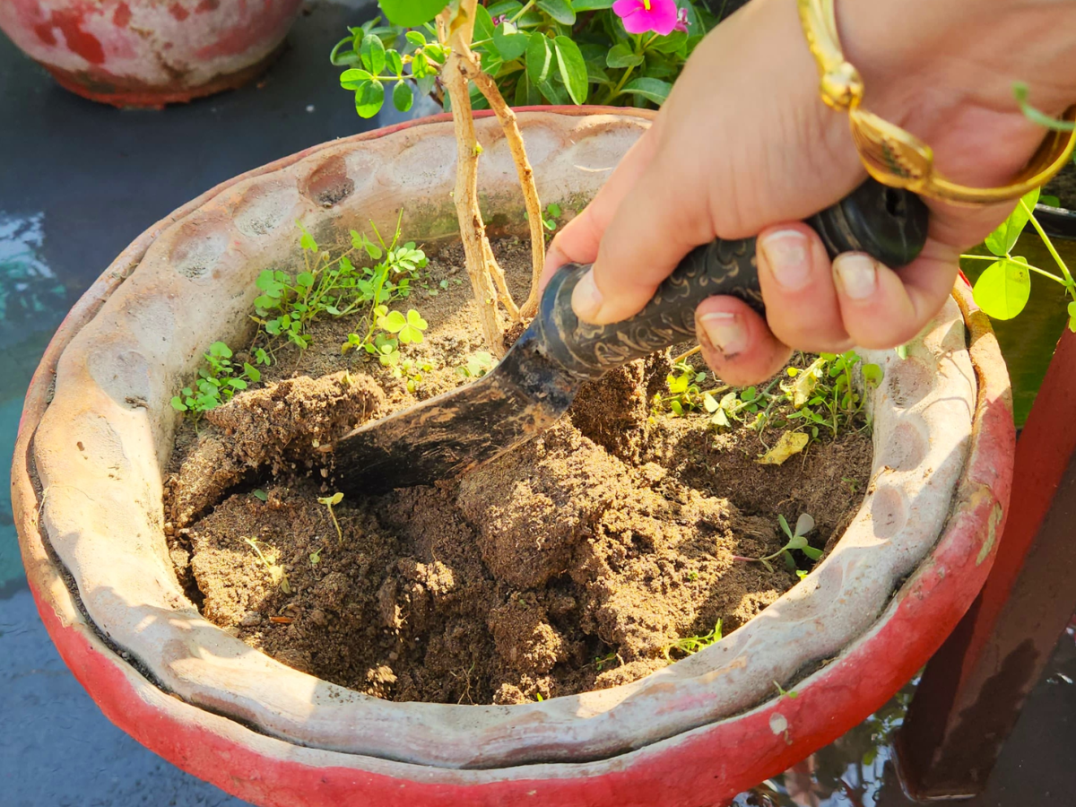 सर्दी में झड़ रहे तुलसी के पौधे से सारे पत्ते, हरा-भरा रखने के लिए करें ये उपाय... 16 दूसरे गमले में करें ट्रांसफर