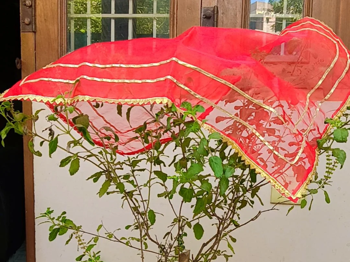 सर्दी में झड़ रहे तुलसी के पौधे से सारे पत्ते, हरा-भरा रखने के लिए करें ये उपाय... 12 रात में कपड़े से करें कवर