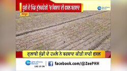Dhuri Gulabi Sundi: ਪਿੰਡ ਭੁੱਲਰਹੇੜੀ 'ਚ ਗੁਲਾਬੀ ਸੁੰਡੀ ਦੇ ਹਮਲੇ ਨੇ ਬਰਬਾਦ ਕੀਤੀ ਕਿਸਾਨ ਦੀ ਫਸਲ