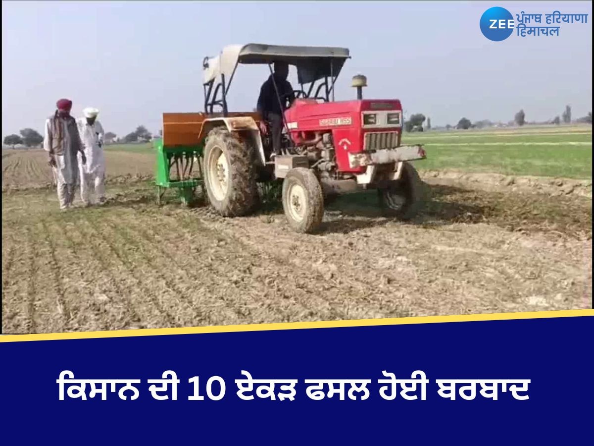 Mansa News: ਪਿੰਡ ਉੜਤ ’ਚ ਵੀ ਹੋਇਆ ਗੁਲਾਬੀ ਸੁੰਡੀ ਦਾ ਹਮਲਾ, ਕਿਸਾਨ ਦੀ 10 ਏਕੜ ਫਸਲ ਹੋਈ ਬਰਬਾਦ