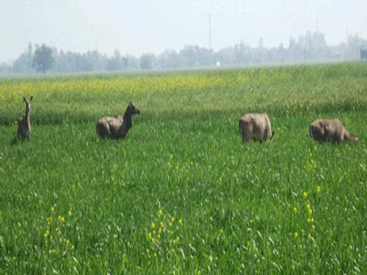 Rajasthan News Farmers of Pratapgarh troubled by Nilgai accidents happening in Kota 