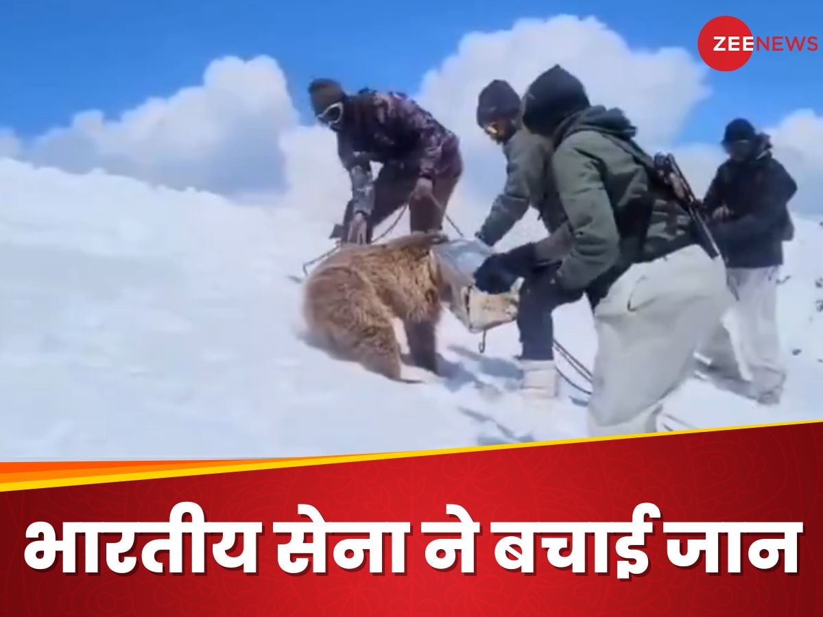 Video: हिमालय की चोटी पर भारतीय सेना की बहादुरी, भालू के बच्चे को बचाने के लिए दांव पर लगाई जान